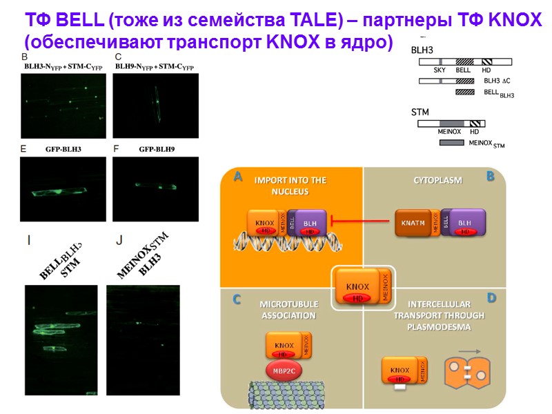 ТФ BELL (тоже из семейства TALE) – партнеры ТФ KNOX (обеспечивают транспорт KNOX в